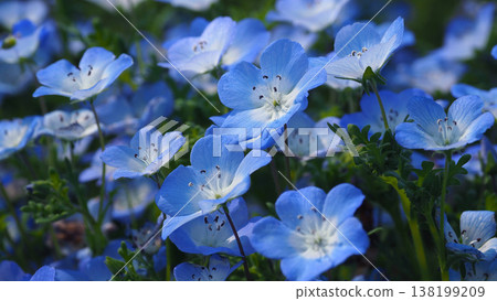 春季景象:粉蝶花 春季景象:粉蝶花 138199209