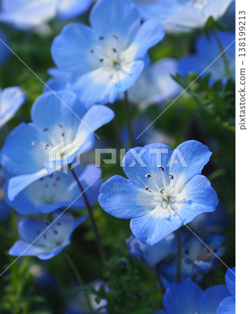 春季景象：粉蝶花 138199213