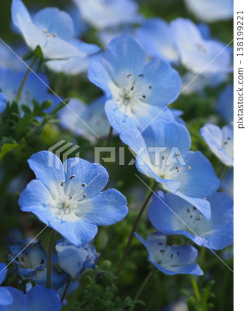 Spring image: Nemophila Spring image: Nemophila 138199221
