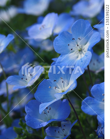 春季景象：粉蝶花 138199222