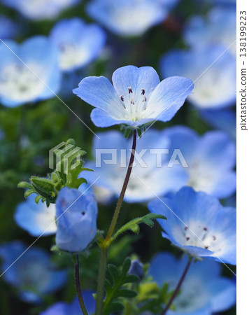 春季景象:粉蝶花 春季景象:粉蝶花 138199223