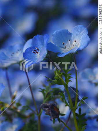 春季景象:粉蝶花 春季景象:粉蝶花 138199228