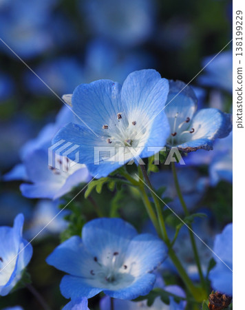 春季景象:粉蝶花 春季景象:粉蝶花 138199229