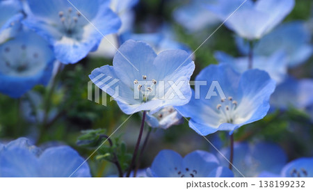Spring image: Nemophila Spring image: Nemophila 138199232
