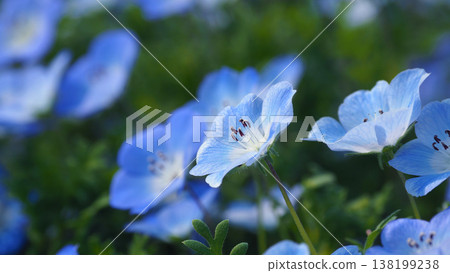 春季景象：粉蝶花 138199238