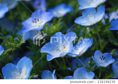 春季景象：粉蝶花 138199239