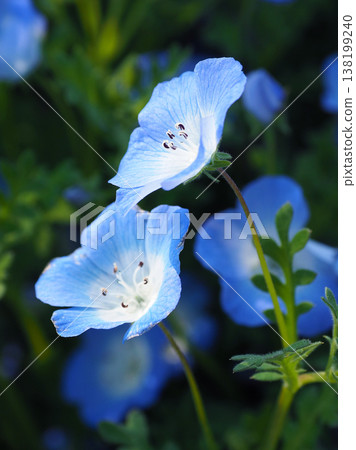 春季景象：粉蝶花 138199240