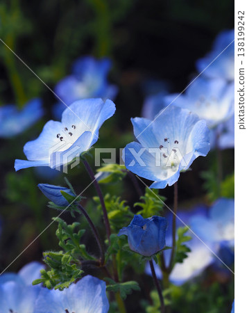 Spring image: Nemophila Spring image: Nemophila 138199242