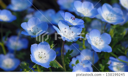 春季景象:粉蝶花 春季景象:粉蝶花 138199245