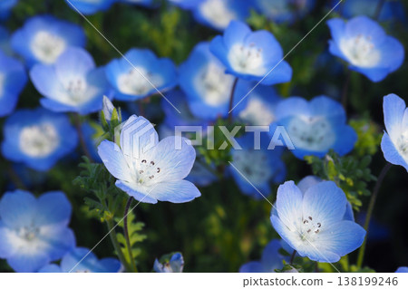 春季景象：粉蝶花 138199246