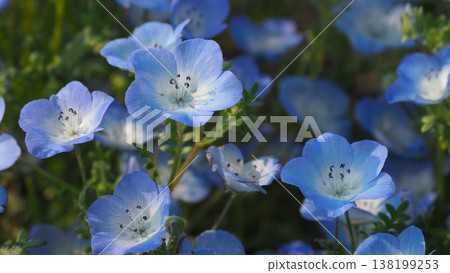 Spring image: Nemophila Spring image: Nemophila 138199253