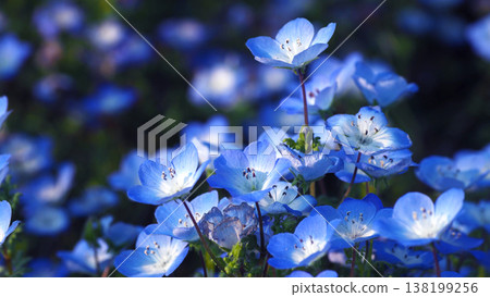 春季景象:粉蝶花 春季景象:粉蝶花 138199256