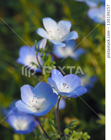 春季景象:粉蝶花 春季景象:粉蝶花 138199257