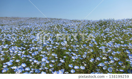 Spring image: Nemophila 138199259