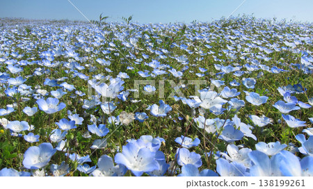 春季景象:粉蝶花 春季景象:粉蝶花 138199261