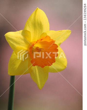 A single daffodil stands among the cherry blossoms. 138199264