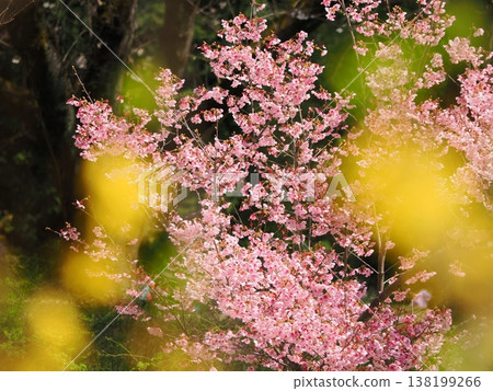 Cherry blossoms and forsythia herald the arrival of spring. Cherry blossoms and forsythia herald the arrival of spring. 138199266