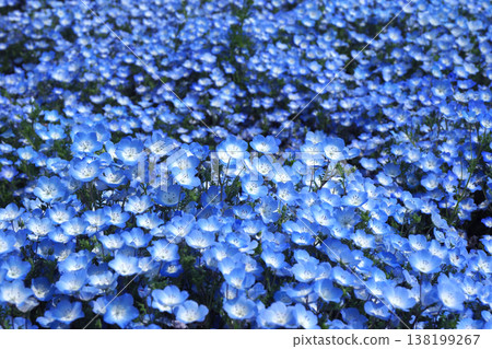 Spring image: Nemophila 138199267
