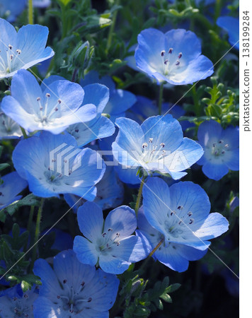 春季景象:粉蝶花 春季景象:粉蝶花 138199284