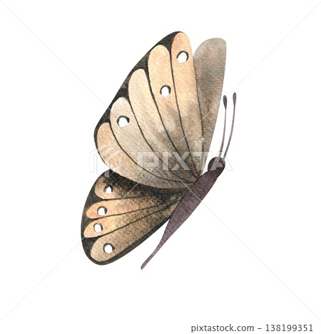 Brown butterfly with folded wings. Hand drawn watercolor insect. Botanical and wedding illustration. Design elements for birthdays, parties, invitations, and cards. Spring and summer design. Brown butterfly with folded wings. Hand drawn watercolor insect. Botanical and wedding illustration. Design elements for birthdays, parties, invitations, and cards. Spring and summer design. 138199351