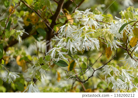 A hedge of white evergreen loranthus in full bloom. A hedge of white evergreen loranthus in full bloom. 138200212
