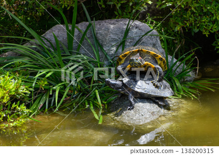 Two turtles sunbathing on a rock by the pond. Two turtles sunbathing on a rock by the pond. 138200315