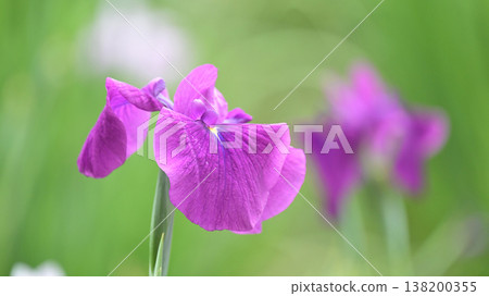Japanese iris 138200355