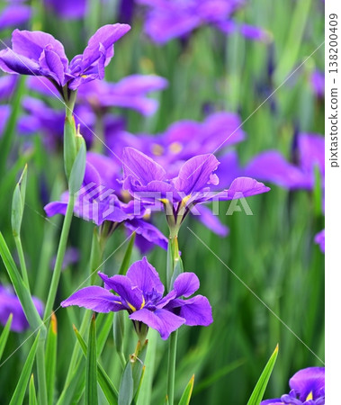 Japanese iris 138200409