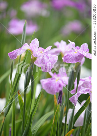 Japanese iris Japanese iris 138200810