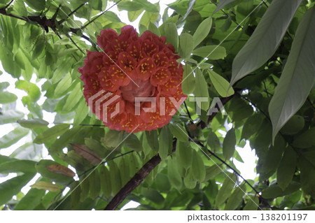 Garden with flowerbed and colorful tropical plants 138201197