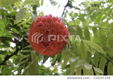 Garden with flowerbed and colorful tropical plants Garden with flowerbed and colorful tropical plants 138201198