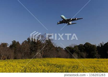A field of rapeseed flowers and an Airbus A380 A field of rapeseed flowers and an Airbus A380 138201263