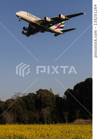一片油菜花田和一架空中巴士A380 138201264