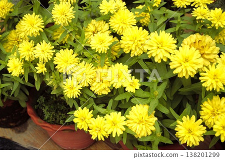 盆栽黃色百日菊（尼泊爾博卡拉） 138201299