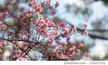 沖繩的台灣櫻花在藍天的襯托下格外醒目。 沖繩的台灣櫻花在藍天的襯托下格外醒目。 138201332