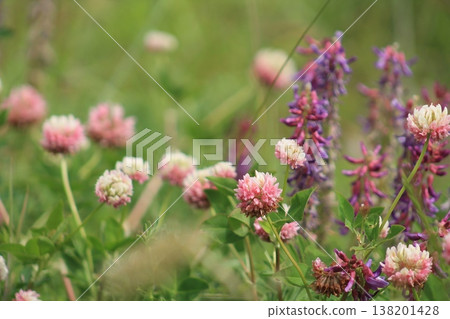Naturalized Purple Vetch And Alsike Clover Naturalized Purple Vetch And Alsike Clover 138201428