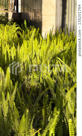 Lush green fern plants, Nephrolepis cordifolia, cover the ground. The vibrant foliage creates a dense, textured landscape, showcasing the beauty of nature. Lush green fern plants, Nephrolepis cordifolia, cover the ground. The vibrant foliage creates a dense, textured landscape, showcasing the beauty of nature. 138201764
