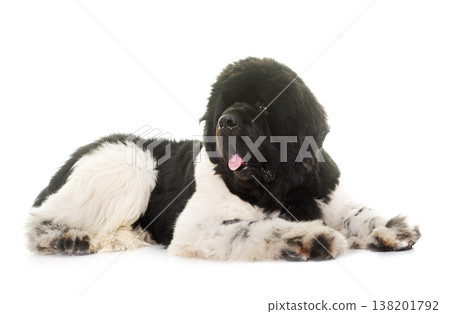 black and white newfoundland dog black and white newfoundland dog 138201792