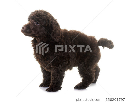 puppy brown poodle 138201797