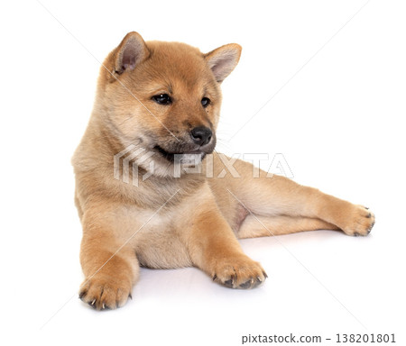 puppy shiba inu 138201801