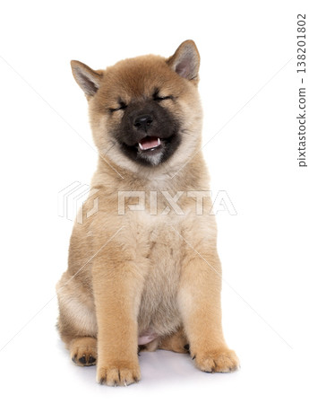 puppy shiba inu puppy shiba inu 138201802