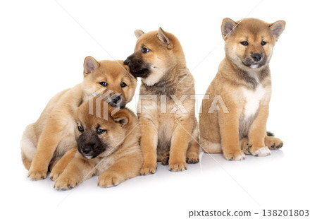 puppies shiba inu puppies shiba inu 138201803