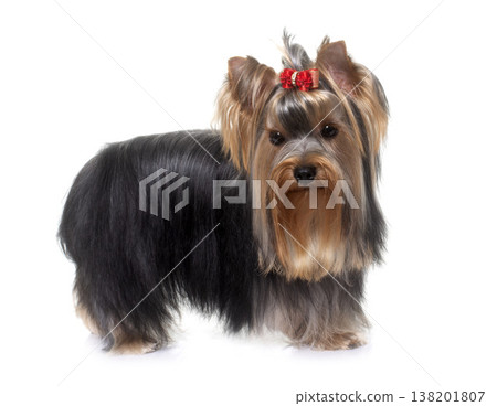 young yorkshire terrier 138201807