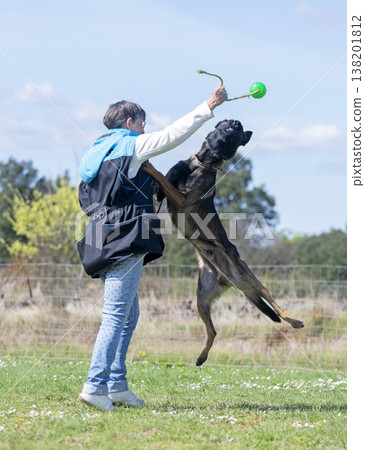 obedience training with a malinois obedience training with a malinois 138201812