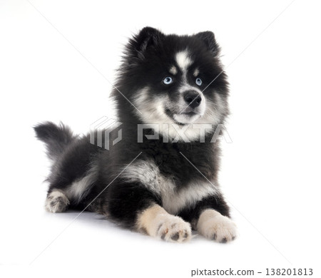 Pomsky in studio Pomsky in studio 138201813