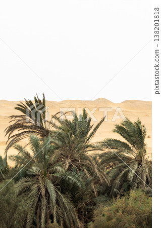 Lush green palm trees surround a tranquil oasis in the desert. Golden sand dunes rise in the background under a clear sky. Lush green palm trees surround a tranquil oasis in the desert. Golden sand dunes rise in the background under a clear sky. 138201818