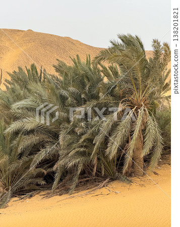 Lush green palm trees surround a tranquil oasis in the desert. Golden sand dunes rise in the background under a clear sky. 138201821