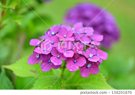 Hydrangea (taken on a rainy day) Hydrangea (taken on a rainy day) 138201870