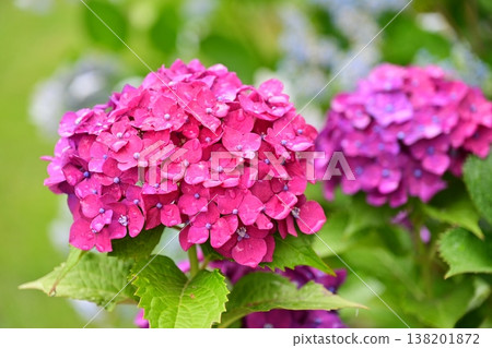 繡球花(下雨天拍攝) 繡球花(下雨天拍攝) 138201872