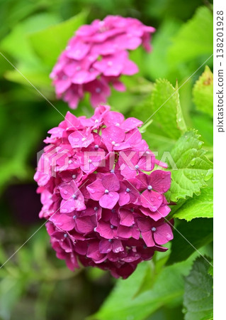 Hydrangeas (photographed on a rainy day, with raindrops) Hydrangeas (photographed on a rainy day, with raindrops) 138201928